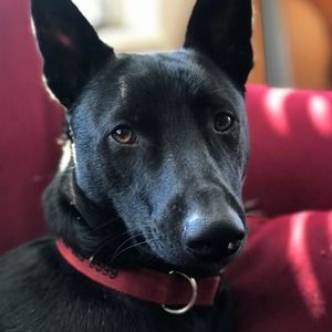 Meet your Posher, Steve